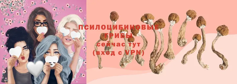 магазин продажи   Прохладный  Галлюциногенные грибы Psilocybe 