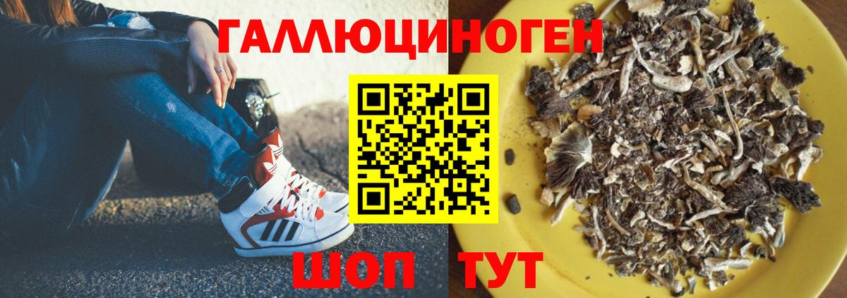 дарнет шоп  Прохладный  Галлюциногенные грибы мицелий 