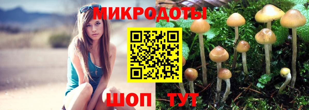 Псилоцибиновые грибы Psilocybe Прохладный